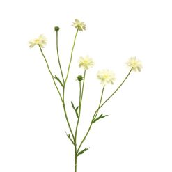 centaurea-cream-new