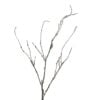 cordata-twig-new