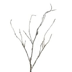 cordata-twig-new