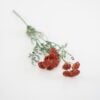 dhs-achillea-pink