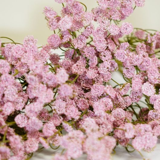 dhs-anethum-pink-detail