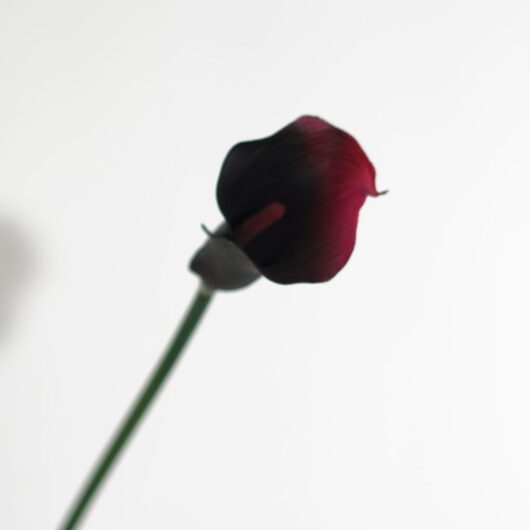 dhs-calla-purpura