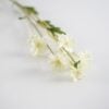 dhs-centaurea-cream