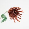 dhs-chrysantenum-monaco