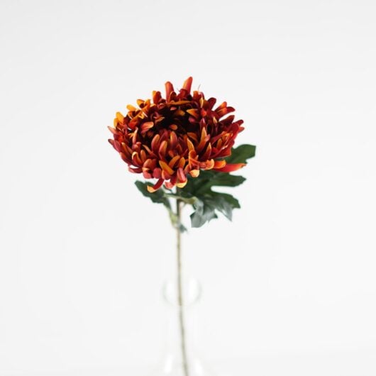 dhs-chrysanthenum-deep-rust-1
