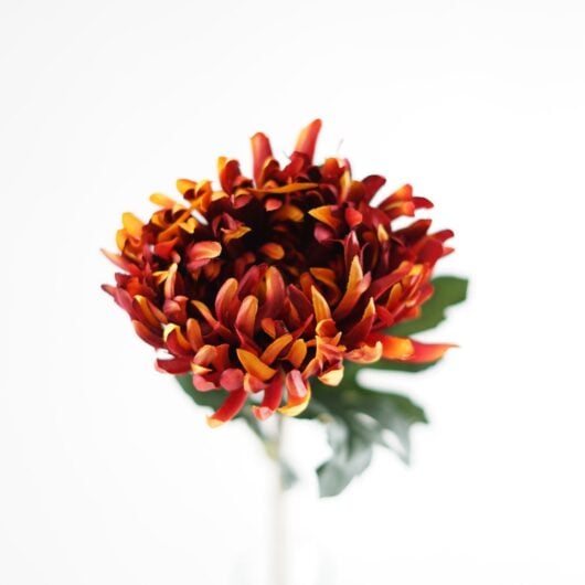 dhs-chrysanthenum-deep-rust