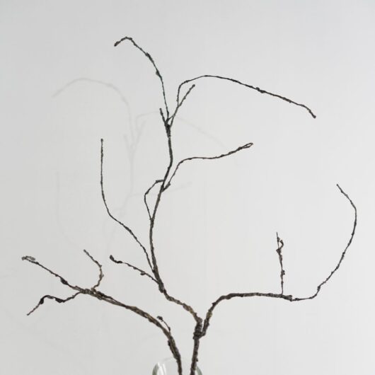 dhs-cordata-twig-new