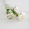 dhs-cream-ranunculus