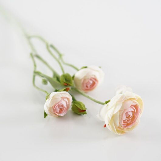 dhs-creamy-rose-ranunculus