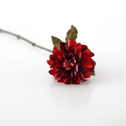 dhs-dahlia-burgundy