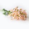 dhs-daphne-mille-fleur-pink