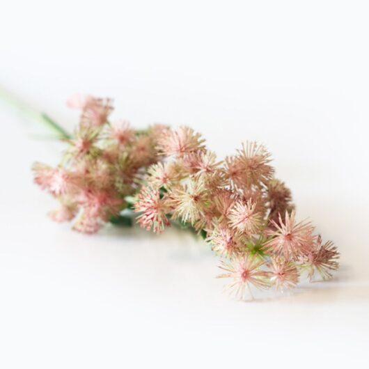 dhs-daucus-carota-pink