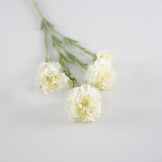 dhs-full-cream-dianthus