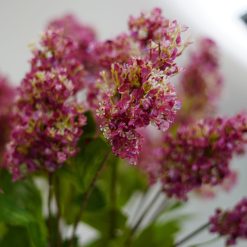 dhs-mauve-seringa-3