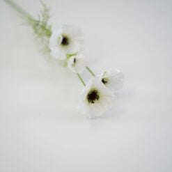 dhs-poppy-spray-cream