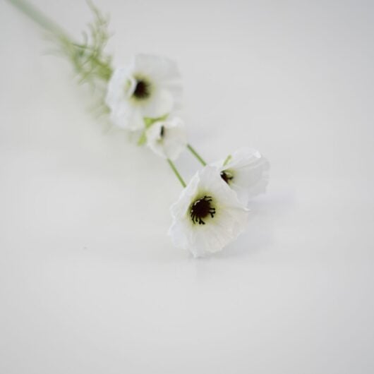 dhs-poppy-spray-cream