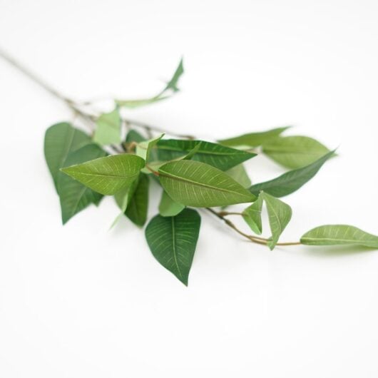 dhs-prunus-leaves