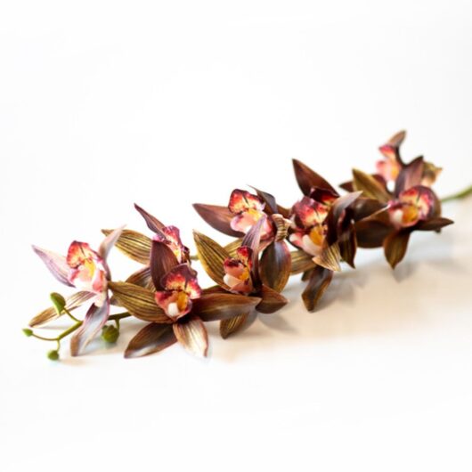 dhs-star-cymbidium-1