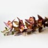 dhs-star-cymbidium