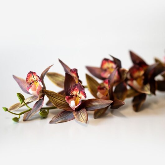 dhs-star-cymbidium