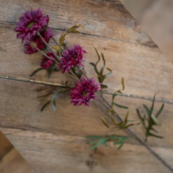 dhs-chrysantheum-deep-red-purple-1