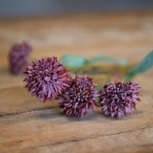 dhs-brown-chrystanheum-with-a-touch-of-rus