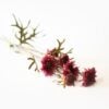 dhs-chrysanthenum-deep-red-purple