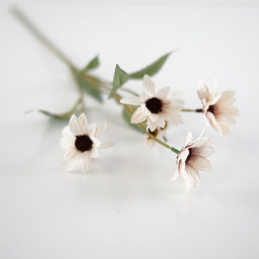 dhs-echinacea-lilac