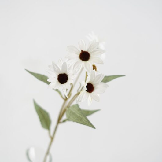 dhs-echinacea-white