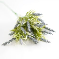 dhs-lavender-blue-bush-1