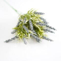 dhs-lavender-blue-bush