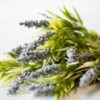 dhs-old-lavender-bush-blue