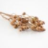 dhs-olive-bush-cappucino-new