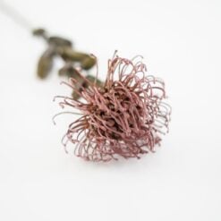 dhs-protea-pink