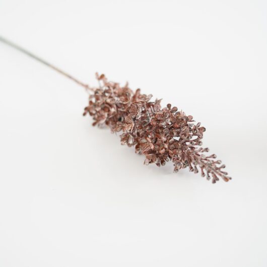 dhs-viburnum-grey-rust