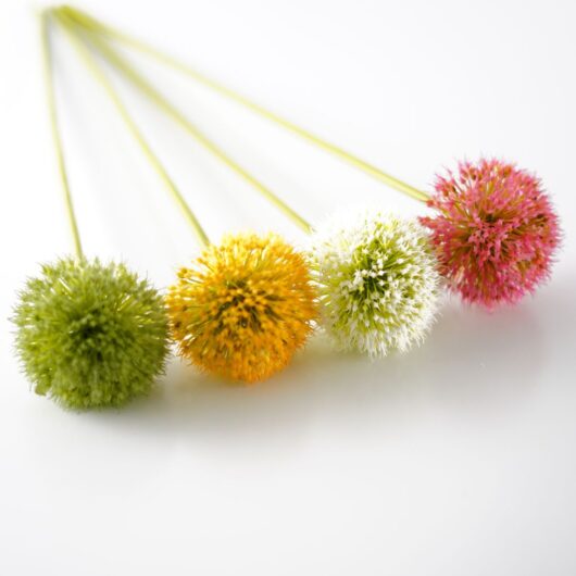 dhs-allium-bulbs