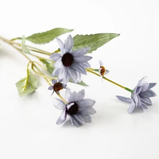 dhs-echinacea-blue
