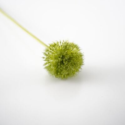 dhs-green-allium