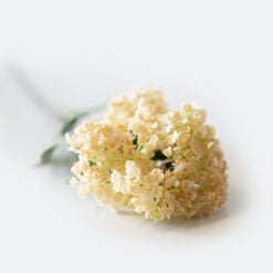 dhs-hydrangea-spray-creme