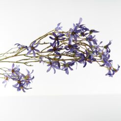dhs-magnolia-stellata-blue-1