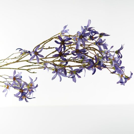 dhs-magnolia-stellata-blue-1