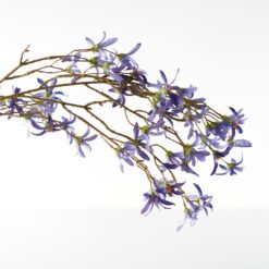 dhs-magnolia-stellata-blue