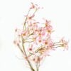 dhs-magnolia-stellata-pink