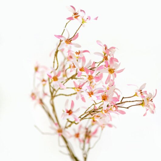 dhs-magnolia-stellata-pink