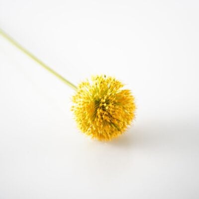 dhs-orange-allium