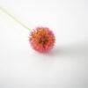 dhs-pink-allium