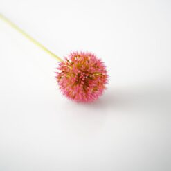 dhs-pink-allium