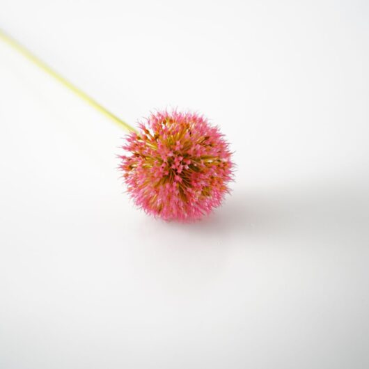 dhs-pink-allium