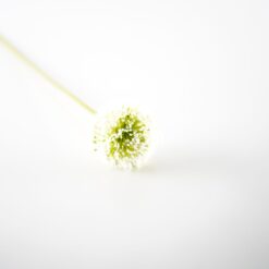 dhs-white-allium