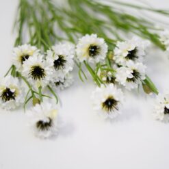 dhs-white-centaurea-1